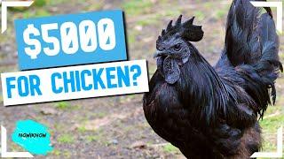 10 Most Expensive Chickens In The World