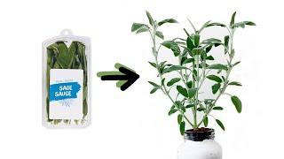 How to Grow Sage Cuttings from the Grocery Store