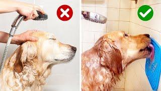 10 Life Hacks for Golden Retriever Owners