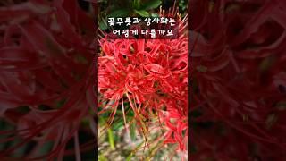 #꽃무릇 #꽃무릇과상사화차이 #꽃무릇축제