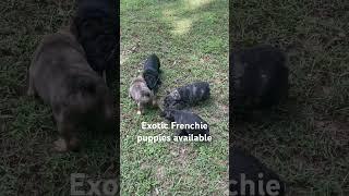 Exotic frenchie puppies AVAILABLE, ready for their new fur ever home +1 (704) 785-0878