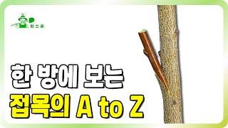 접목의 모든 것을 알려드립니다!!ㅣ접목 A to Z 몰아보기