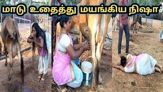 மாட்டு மூத்(...)ரதை குடித்த நிஷா |பால் கறக்க கத்துக்கும் நிஷா |Mr jetaa