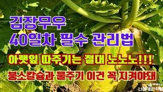 김장무우 40일차 필수 관리법//잎 따 줘야 할까 ??//붕소칼슘과 물주기 방법은//