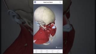 Muscle Anatomy: A Johns Hopkins Medicine 3-D app