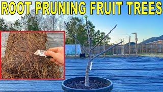 How To ROOT PRUNE FRUIT TREES In Containers [Complete Guide]