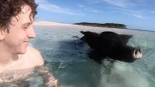 Man Swims With Pigs In The Bahamas