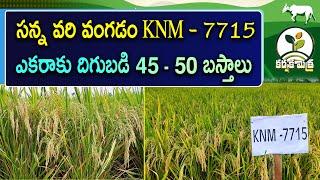 సన్న వరి రకాల్లో భేష్ కె.ఎన్.ఎమ్ - 7715 | New High Yield Paddy Variety KNM - 7715 | Karshaka Mitra