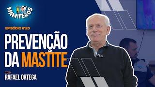 Prevenção de mastite, tecnologia e vacinação para melhorar a produção de leite