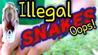  Illegal SNAKES  Oops!