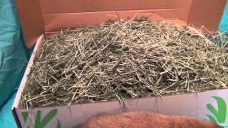 Small Pet Select: Timothy Hay Review!