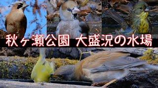 12月26日 秋ヶ瀬公園探鳥 大盛況の水場