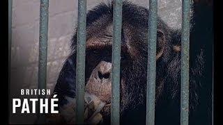 Chain-Smoking Chimp