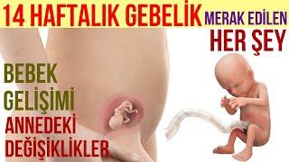 14 Haftalık Gebelik (2023)