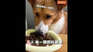 【原點】超頂級天然飼料  滿滿美味鮮肉  讓毛孩口水瀑布大！噴！發！實在太享受啦 ｜原點 Instinct