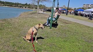 Mayla practicing long distance sit stay and come practice at Market Commons.