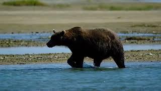 Be bear aware: fishing in bear country