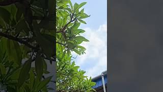 Kapalini (Bhimarupa) Shaktipeeth Maa Bargabhima Temple #trending #minivlog #viral #souvik #short
