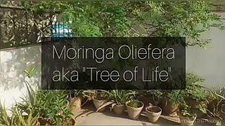 Moringa Oleifera  - The Tree of Life / Miracle Tree