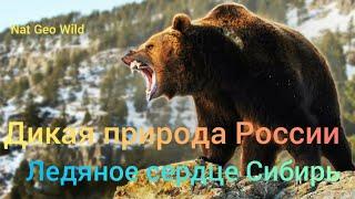 Nat Geo Wild.Дикая природа России.Ледяное сердце Сибирь.