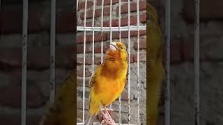 Canary Singing For Training An other bird #canary #canarysinging #canarysong #canarias #canaries