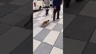 Only İn Turkey #cats #cat #sevda #catvideos #funny #sevgi #pets #huzunlu #cute #asksozleri