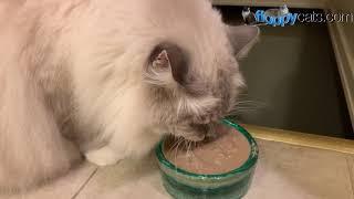 Caru Classic Stews Product Review - Wet Cat Food - Natural Cat Food