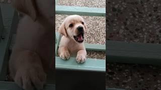 puppy soundLabrador puppy barking soundlab puppy funny shorts #shorts #dog #dogs #puppy #ytshorts