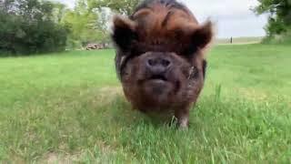 Happy Pig Snort Asmr