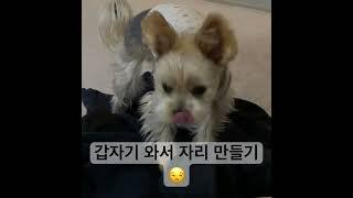 #cute 덕구의 잠자리 만들기  벅벅 거리는게 너무 귀여워 ㅋㅋ#반려견 #doglife #dog #강아지일상 #강아지브이로그 #반려견일상 #petdog