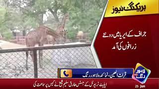 Good news for Children, Lahore zoo import two giraffes after 2 year