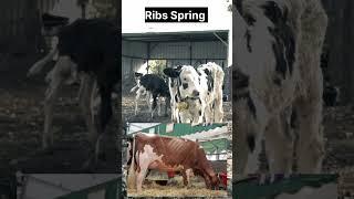 Linear Conformation Traits Part 8 | Ribs Angularity Spring | Bull cow bufallo selection | @drvijay