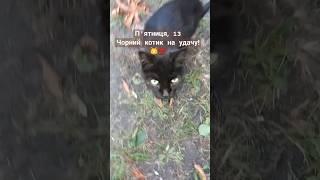 Cute black cats  #shorts #animals #cat #котики #kitten #shortvideo #blackcat