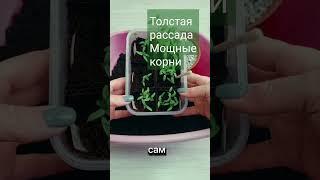 Толстая рассада сразу. Для начинающих #рассада #сеем