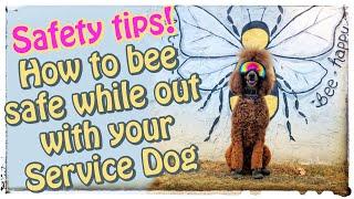 Service dogs safety tips - Prevent random dog attacks | Jen & Pharaby #lifewithaservicedog