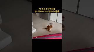 집사가 뭔가 쪼그맣고 움직이는 이상한걸 가지고왔다옹.., #고양이 #고양이브이로그 #고양이일상 #cat #냥튜브 #집사일상 #고양이일상 #찹쌀모찌일기