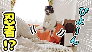 A cat that flies like a ninja when you play this way