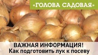 Голова садовая - ВАЖНАЯ ИНФОРМАЦИЯ! Как подготовить лук к посеву Часть 1