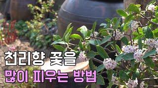 천리향 꽃 많이 피우는 방법 키울 때 꼭 알아야 하는 3가지 (How to make a lot of flowers bloom on the Daphne Odora)