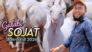 Gulabi Sojat Goats for Bakra Eid 2024 at SB GOAT FARM