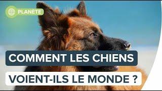 Comment les chiens voient-ils le monde ?  | Futura