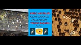 KİREÇ HASTALIĞI olan kovanda uyguladığım tedavi başarılı oldu. Beekeeping.