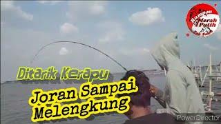 Menyambar ikan kerapu dan ikan rucahan || Rumpon Merah Putih Pak Saleh