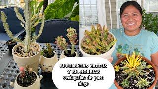 PLANTAS DE POCO RIEGO Suculentas, cactus, euphorias y haworthias variegadas