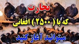 با 2500 افغانی تجارت کوچک را آغاز کنید/Start Business with 2500 Afghanis