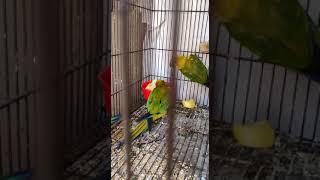 Suncounre Parrot  in Cage #sunconure #parrot #cage #sarfaraztaimoor