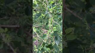 Pruning Jan’s Best Dwarf Everbearing Hybrid Mulberry for more fruit DIFFERENT VARIETY