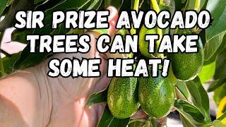 Growing a “ Sir Prize “ Avocado Tree | Loaded With Fruit | Heat and Cold Hardy