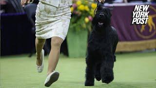 Monty the Giant Schnauzer wins ‘Best in Show’ at 149th Westminster Dog Show