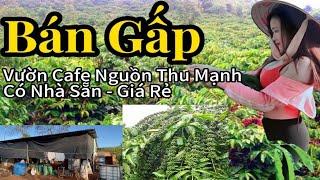 Siêu Hot! Bán Lô Đất Đắk Nông Giá Rẻ - Nhà Lớn, 120m Mặt Tiền, Nguồn Thu Mạnh, Đầu Tư Ngay!